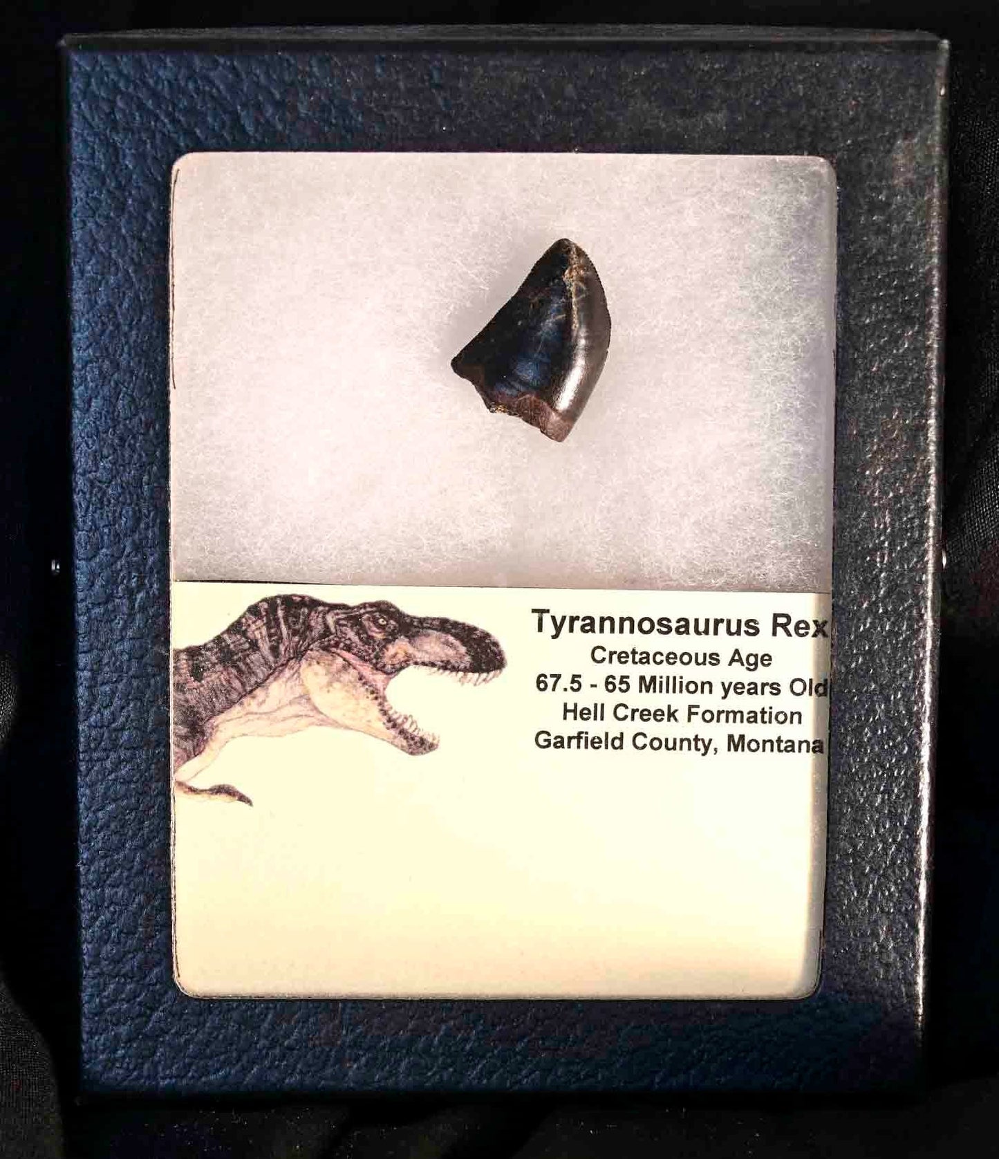 T. rex tooth