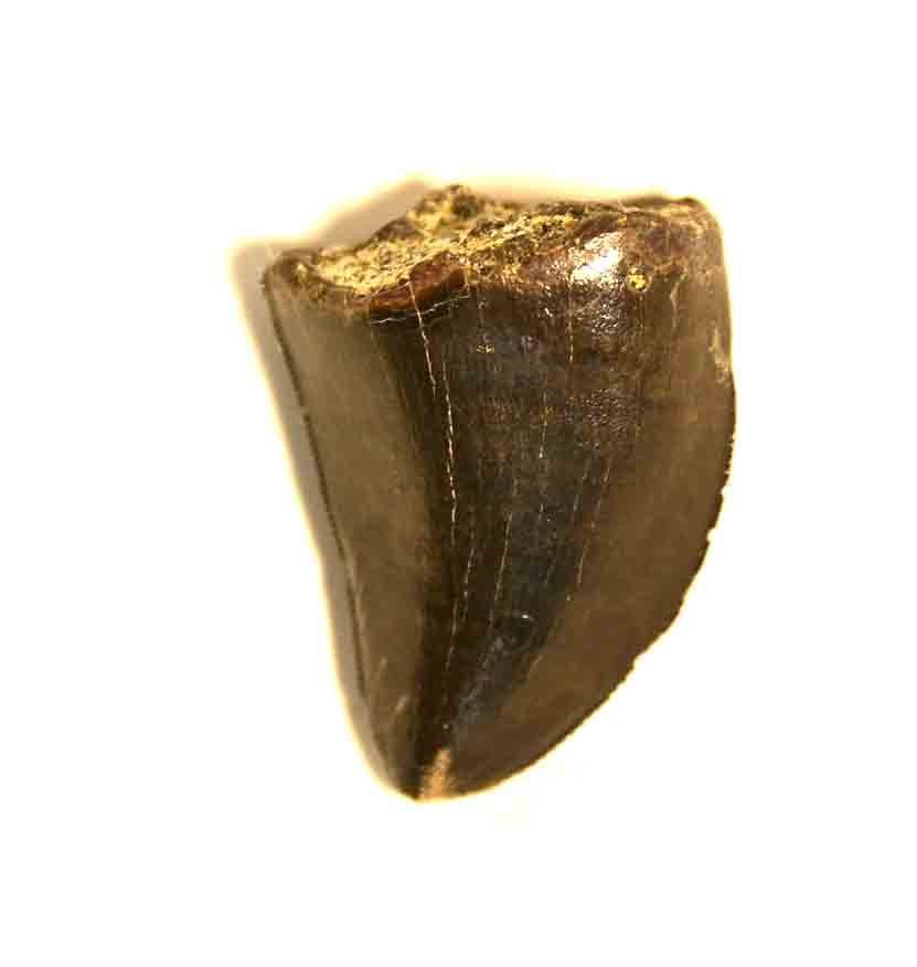 T. rex tooth