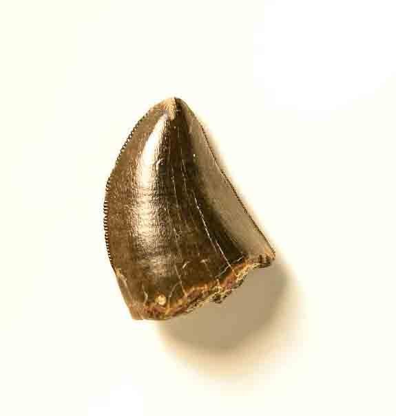 T. rex tooth