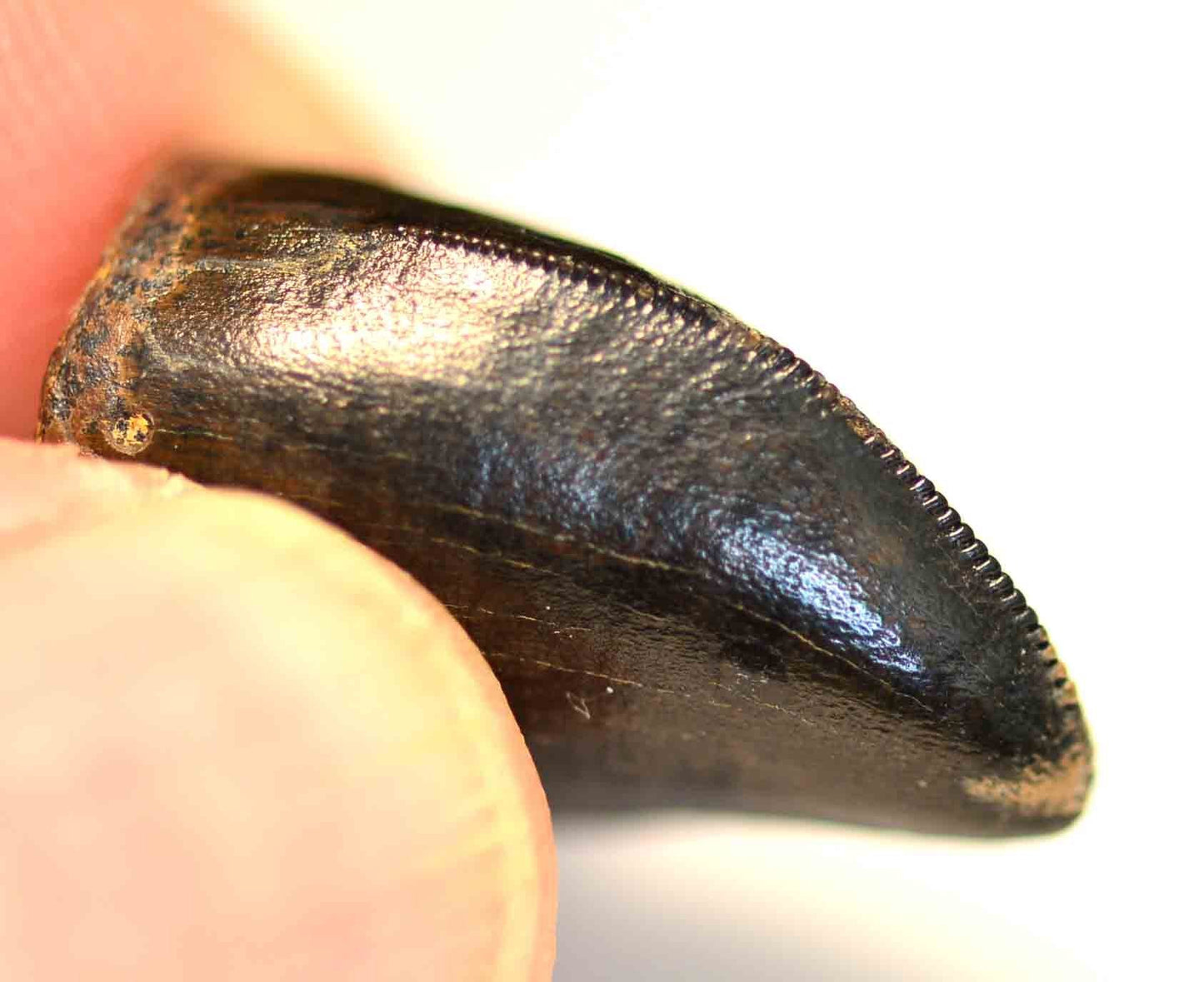 T. rex tooth