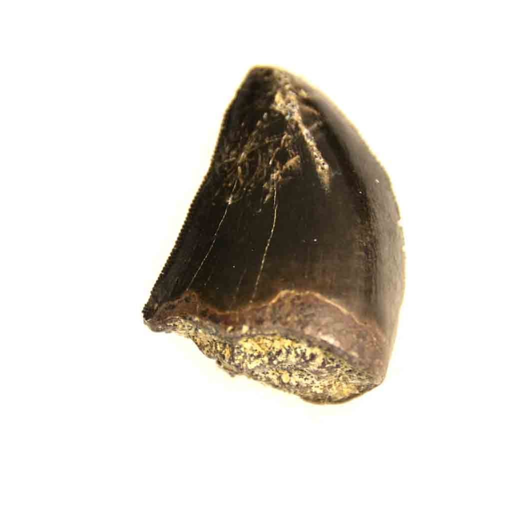 T. rex tooth