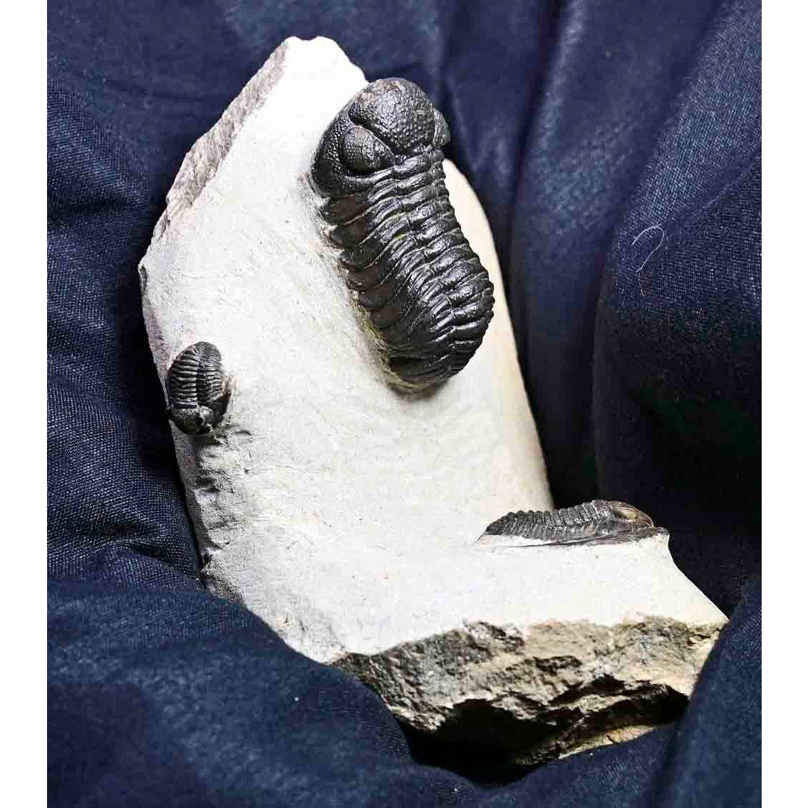 Triple Trilobite Plate- Cornuproetus, Phacops and Gerastos