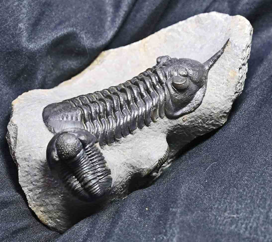 Triple Trilobite Plate- Morocconites and two Gerastos