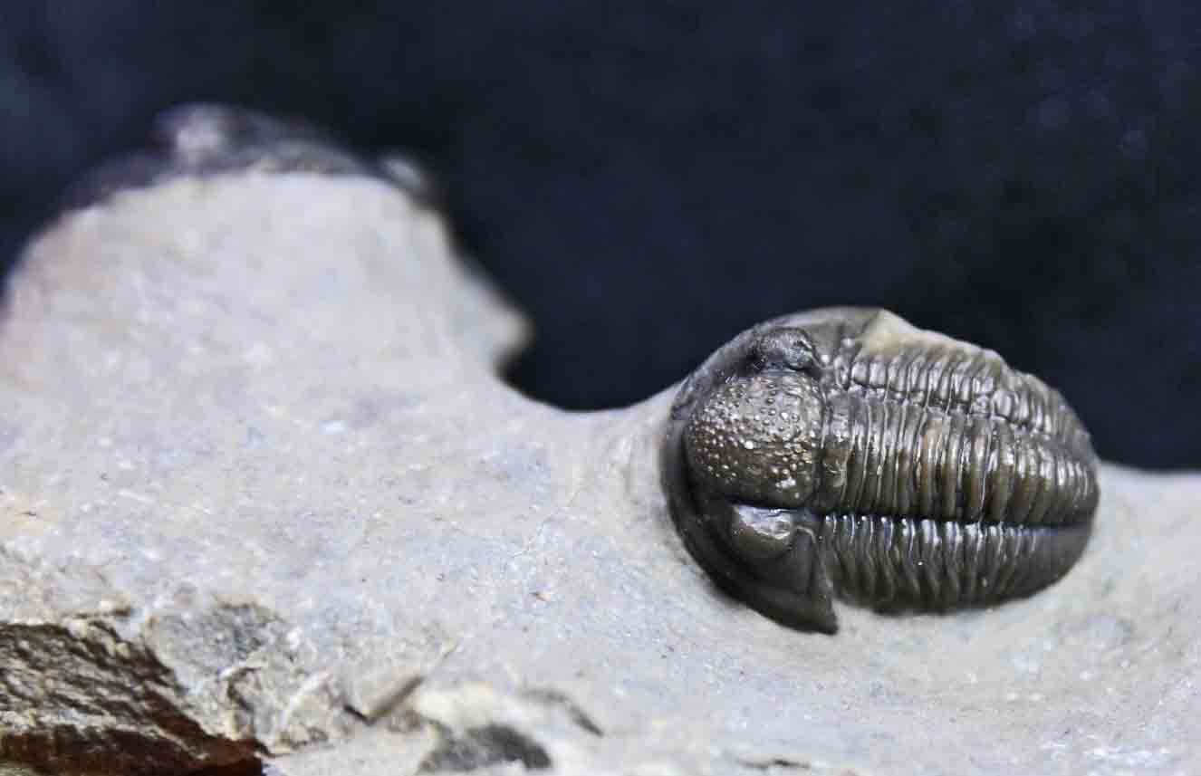 Triple Trilobite Plate- Morocconites and two Gerastos