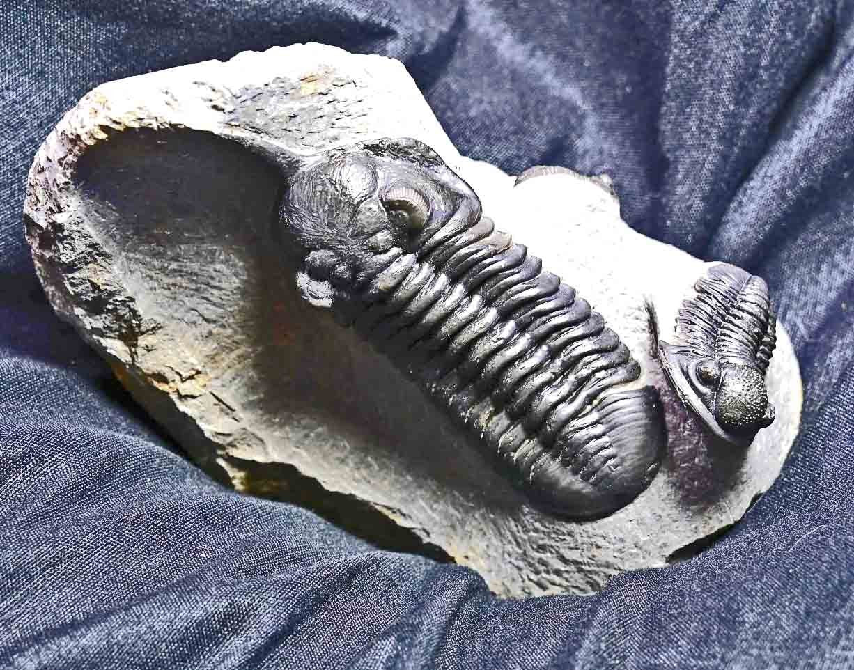 Triple Trilobite Plate- Morocconites and two Gerastos